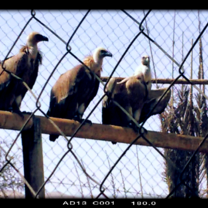 Vultures, Hai Bar Yotvata