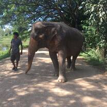 Walking the elephant