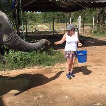 Feeding the elephants