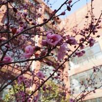 cherry blossoms on campus
