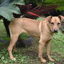rescue dog