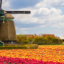 Netherlands windmill with blue skies and bright orange and red flowers