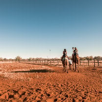 Camel riding at sunset