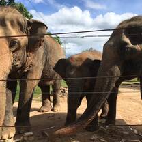 Younger elephant