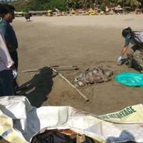 Co-ordinating the marine wildlife stranding network to help in responding to marine wildlife strandings.