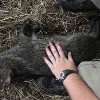 Cinco the Peccary