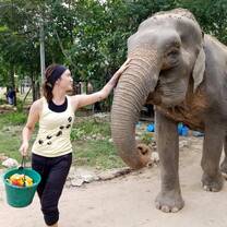 elephant refuge thailand
