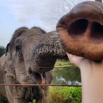 elephant refuge thailand