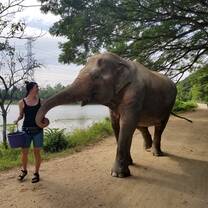 elephant refuge thailand