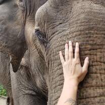 elephant refuge thailand