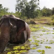 elephant refuge thailand