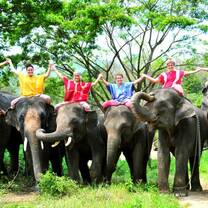 group of people on elephants