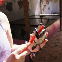 Volunteer in Costa Rica with VolSol3