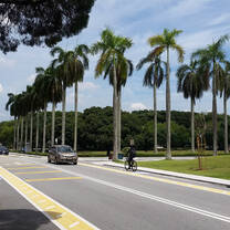 Sunshine and palm trees