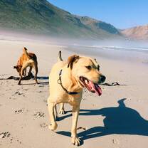 Walks on the beach with the dogs