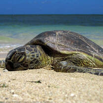 Resting nesting turtle.