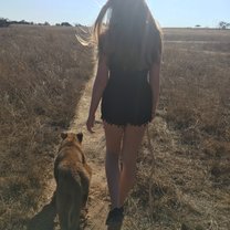 Lion walk