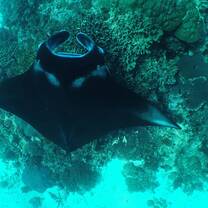 Sting ray