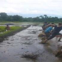 a group of men running at the rice farm