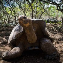 San Cristobal Wild life 