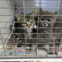 Kittens who were waiting for surgery