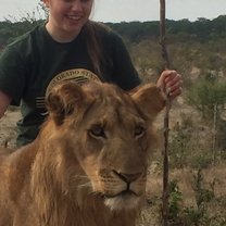 Working with the lions in the program.