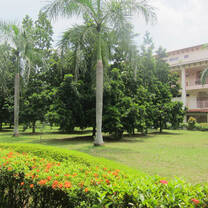 Grass and palm trees on campus