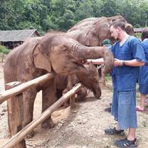 man feeding elephant