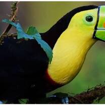 Black and yellow bird with long slender green beak