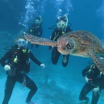 Divers underwater with a sea turtle