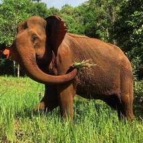 huge elephant eating grass