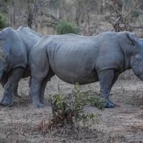 rhinos