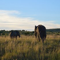 elephants