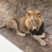 Lions, Stage 2, Ngamo release site, Zimbabwe, Antelope Park
