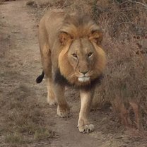 Lions, Stage 2, Ngamo release site, Zimbabwe, Antelope Park
