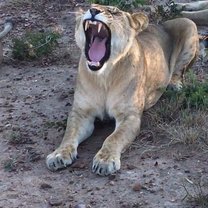 Lions, Stage 2, Ngamo release site, Zimbabwe, Antelope Park