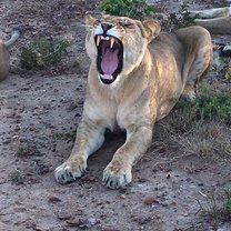 Lions, Stage 2, Ngamo release site, Zimbabwe, Antelope Park
