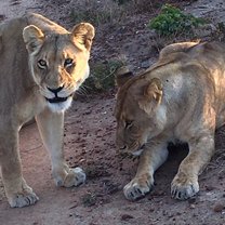 Lions, Stage 2, Ngamo release site, Zimbabwe, Antelope Park