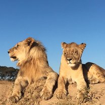 Lions, Walking lions, Zimbabwe, Antelope Park