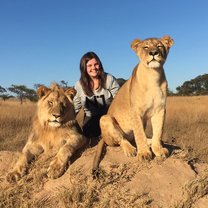 Lions, Walking lions, Zimbabwe, Antelope Park