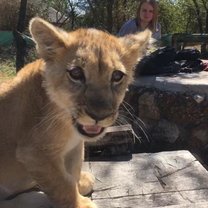 Zimbabwe, Antelope Park, Lions