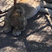 Zimbabwe, Antelope Park, Lions