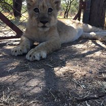 Zimbabwe, Antelope Park, Lions