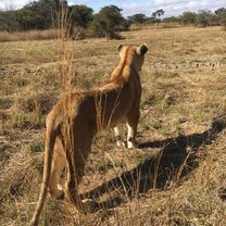 Lions, Walking lions, Zimbabwe, Antelope Park