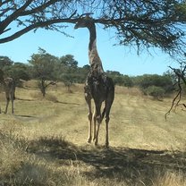 Zimbabwe, Antelope Park, Giraffes