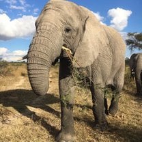 Zimbabwe, Antelope Park, Elephants