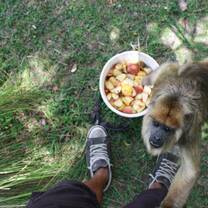 Learn how the monkeys live in freedom