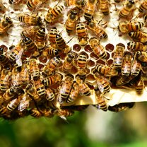 Honey Bees on Hive