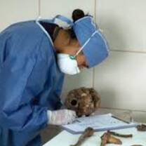 The lady studying the bones