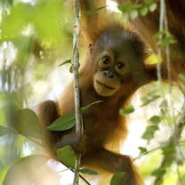 mini orangutan in the tree